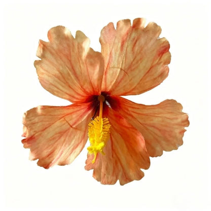 Hair Accessories Artificial Flower Hibiscus Flower Hair Clip Do Not Hurt Hair Bohemia Style Hearwear Bangs Hairpin Summer